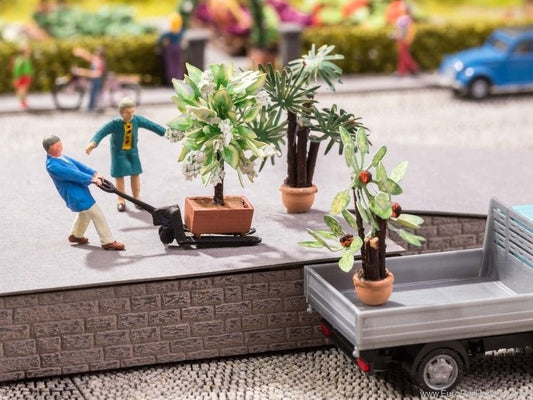 Mediterranian Plants