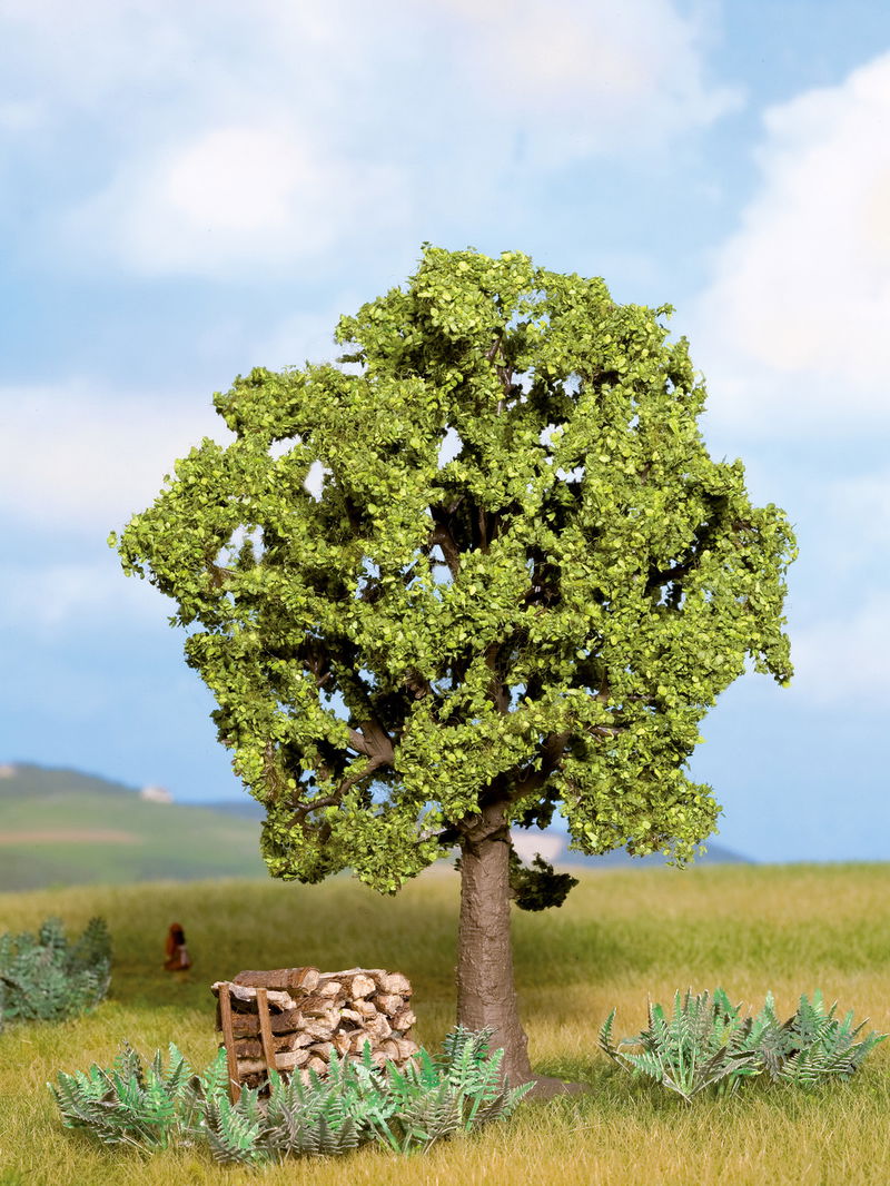 Beech (Hornbeam) Tree