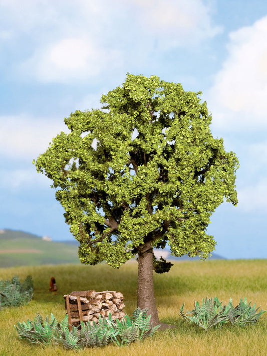 Beech (Hornbeam) Tree