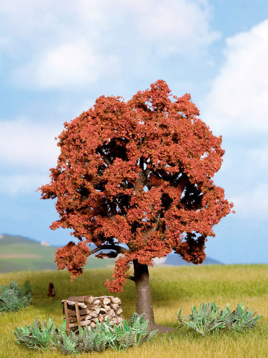 Copper Beech Tree