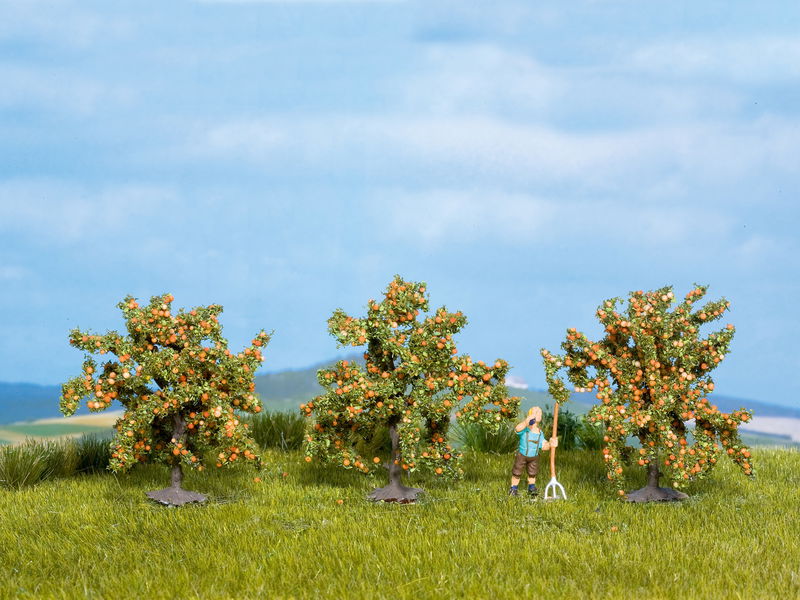 Orange Trees