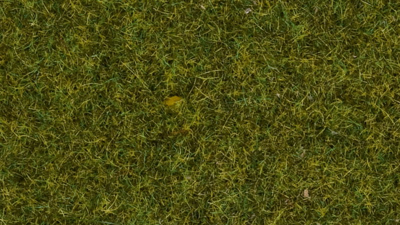 Scatter Grass, Meadow 20 g
