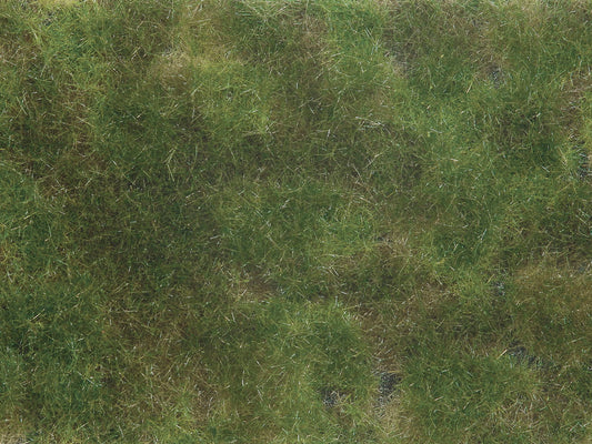 Groundcover Foliage, Olive Green