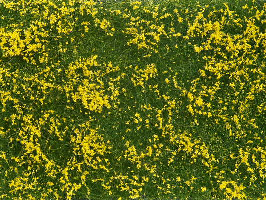 Groundcover Foliage Meadow Yellow