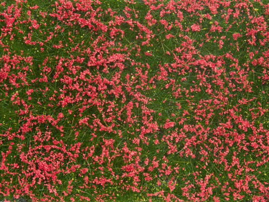 Groundcover Foliage, Meadow Red
