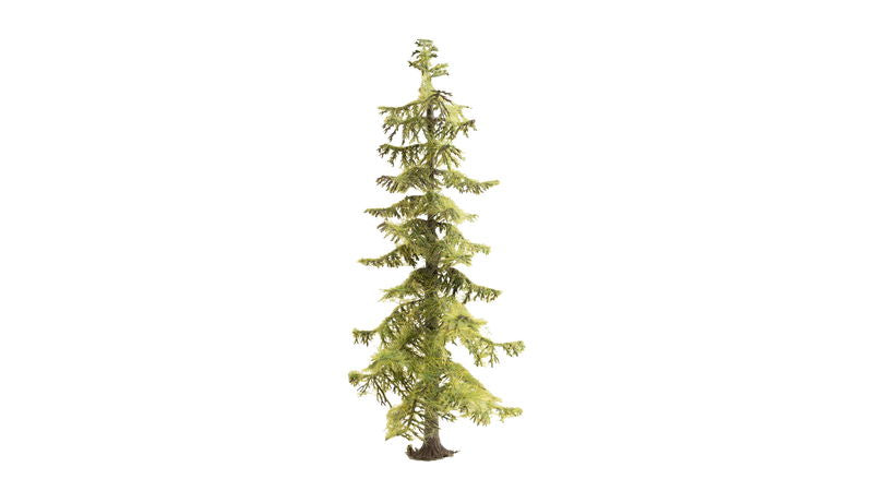 Spruce Tree (185 mm)