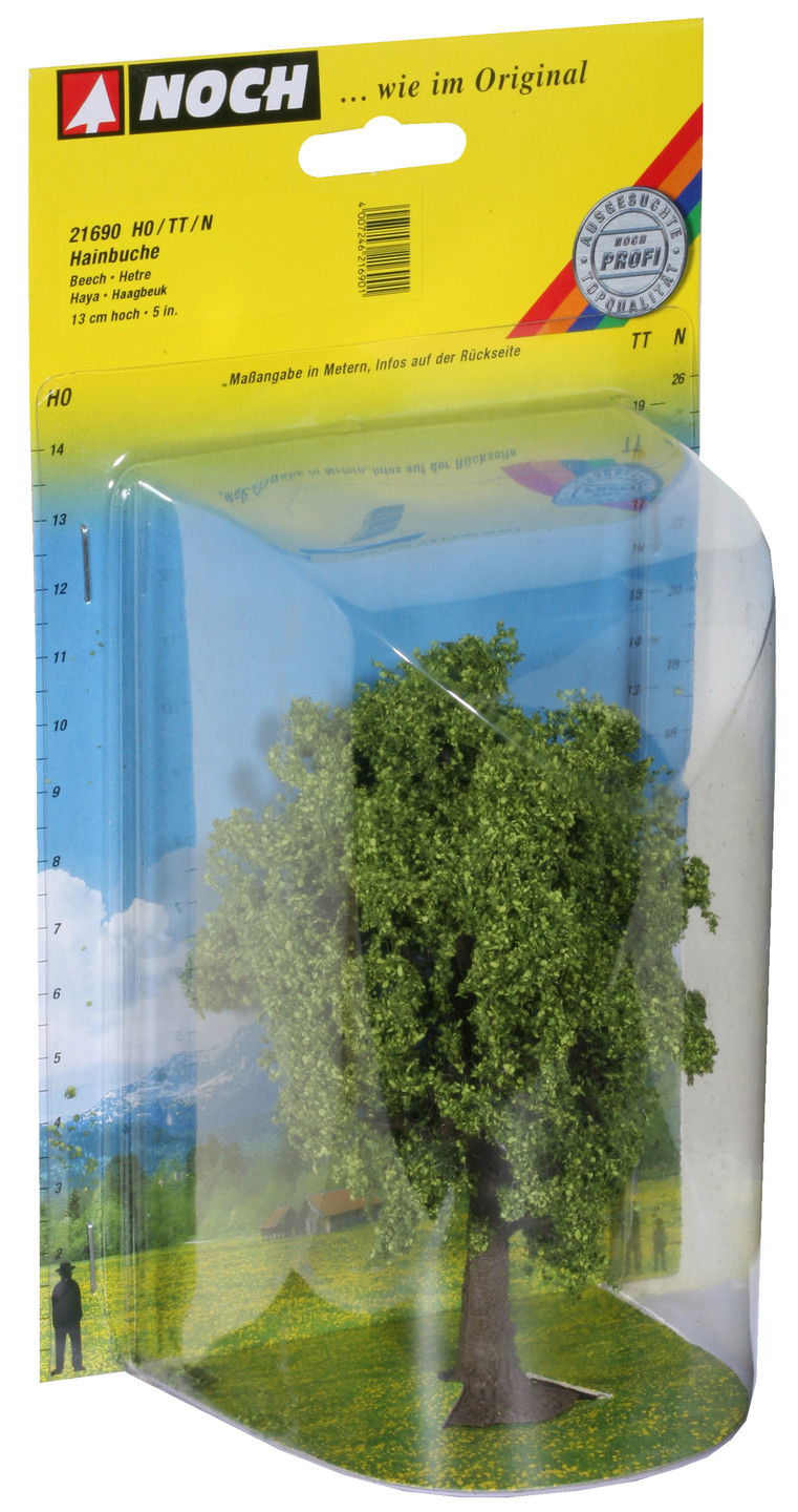 Beech (Hornbeam) Tree