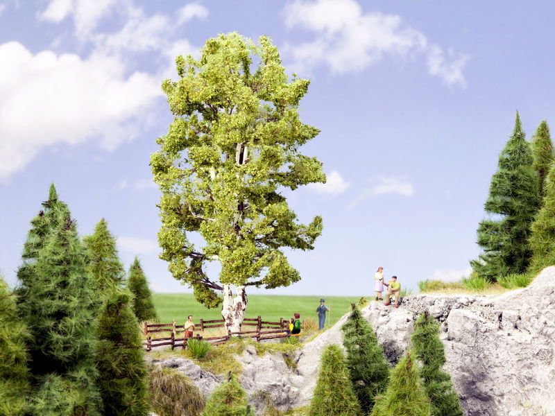 Double Trunk Birch Tree