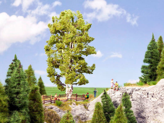 Double Trunk Birch Tree