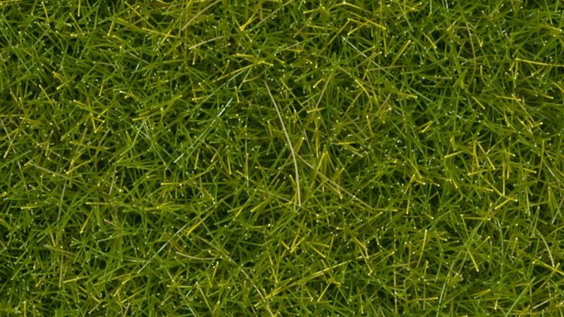 Wild Grass XL, Light Green